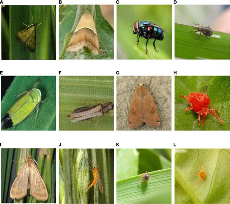 The Most Common Pests and Diseases That Attack .